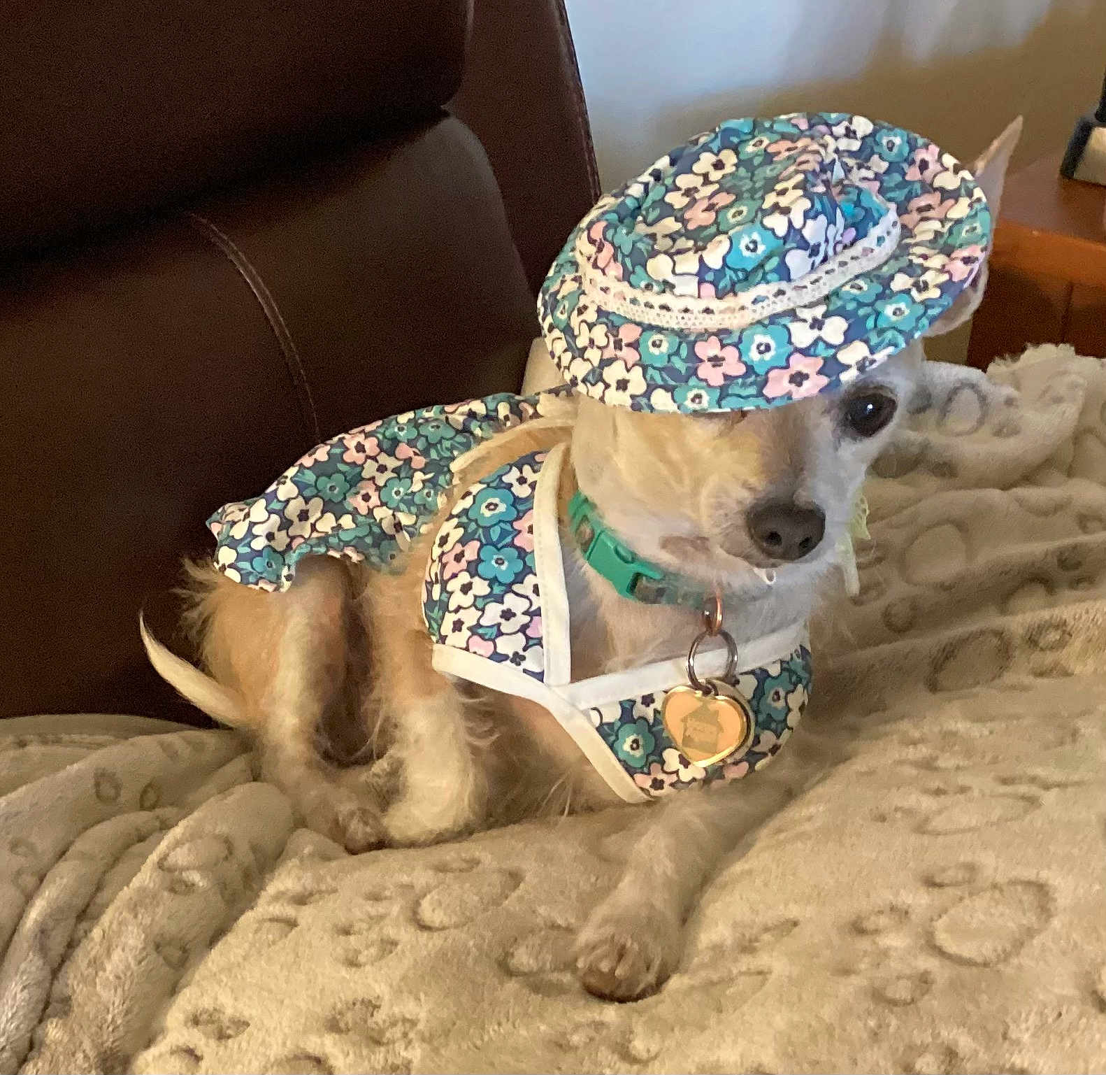 Peanut joined the competition — help win amazing prizes! dog, small_dog, pet, hat, clothing, floral_pattern, blanket, indoor, furniture, leather_chair, cute, animal_accessory, collar, tag, resting, portrait, canine, fashion, costume, relaxed