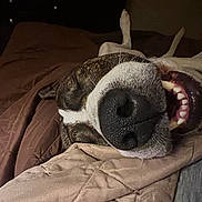 Monkey is registered to the contest to win money with this photo: dog, pet, bed, blanket, lying_down, nose, teeth, mouth, sleeping, indoor, brown, close_up, animal, canine, relaxed, cute, fur, paw, resting, snout