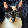 Mallory is registered to the contest to win money with this photo: cat, calico_cat, pet, animal, closeup, portrait, fur, whiskers, ears, eyes, green_eyes, nose, black_and_white, orange_patches, white_fur, blanket, cozy, indoors, sharp_focus, cute