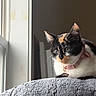 cat, calico_cat, pet, feline, collar, pink_collar, indoors, window, sunlight, natural_light, blanket, gray_blanket, lounging, sitting, portrait, close_up, whiskers, ears, green_eyes, home