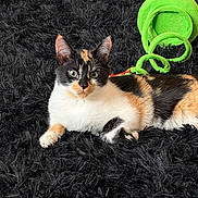 Mallory joined the competition — help win amazing prizes! cat, calico_cat, pet, animal, feline, lying_down, portrait, indoor, black_blanket, shaggy_texture, green_toy, colorful, whiskers, ears, eyes, paws, fur, relaxed, alert, close_up
