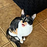 cat, calico_cat, pet, animal, feline, sitting, open_mouth, meowing, wide_eyes, whiskers, ears, fur, black_and_white, orange_patches, green_eyes, tile_floor, indoor, rug, portrait, funny_expression