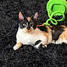 Mallory is registered to the contest to win money with this photo: cat, calico_cat, pet, feline, animal, portrait, lying_down, indoors, black_rug, shaggy_rug, green_toy, pet_toy, colorful, fur, whiskers, ears, eyes, relaxed, alert, photography