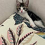 Lily a rejoint le concours — aidez-le/la à gagner de superbes lots ! kitten, cat, animal, pet, cute, feline, indoor, pillow, cushion, fabric, pattern, leaf_pattern, striped, white_paws, ears, eyes, resting, cozy, soft, closeup