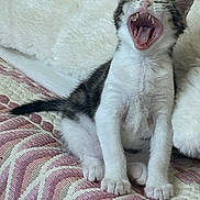 Lily participe au concours pour gagner de l'argent avec cette photo : kitten, cat, yawn, teeth, tongue, feline, pet, animal, young, cute, sitting, white, black, fur, indoor, soft, texture, pattern, closeup, rest
