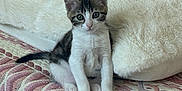 Lily participe au concours pour gagner de l'argent avec cette photo : kitten, cat, animal, pet, cute, fur, whiskers, ears, paws, sitting, quilt, pattern, pillow, indoor, resting, young, domestic, small, curious, feline