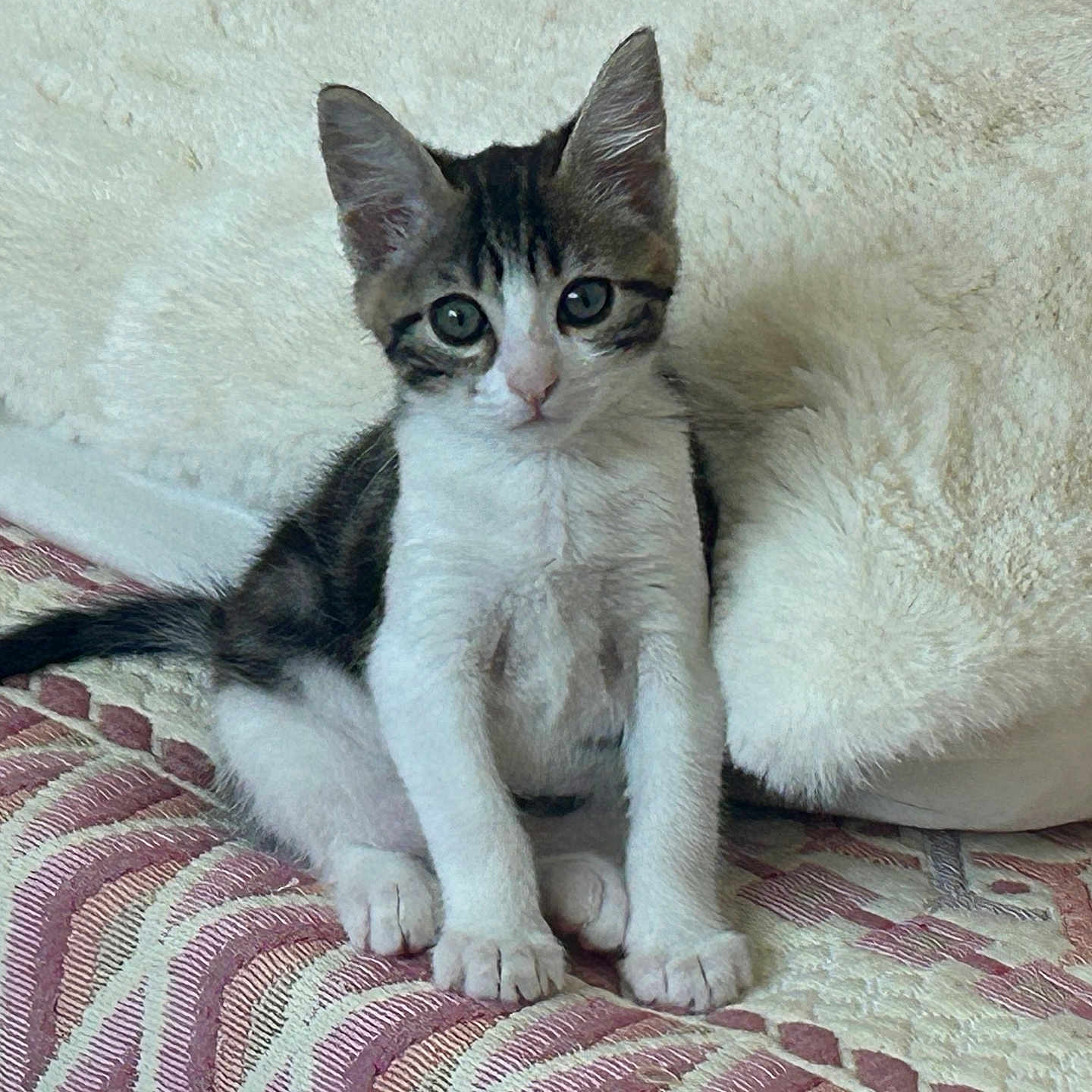 Lily participe au concours pour gagner de l'argent avec cette photo : animal, cat, curious, cute, domestic, ears, feline, fur, indoor, kitten, pattern, paws, pet, pillow, quilt, resting, sitting, small, whiskers, young