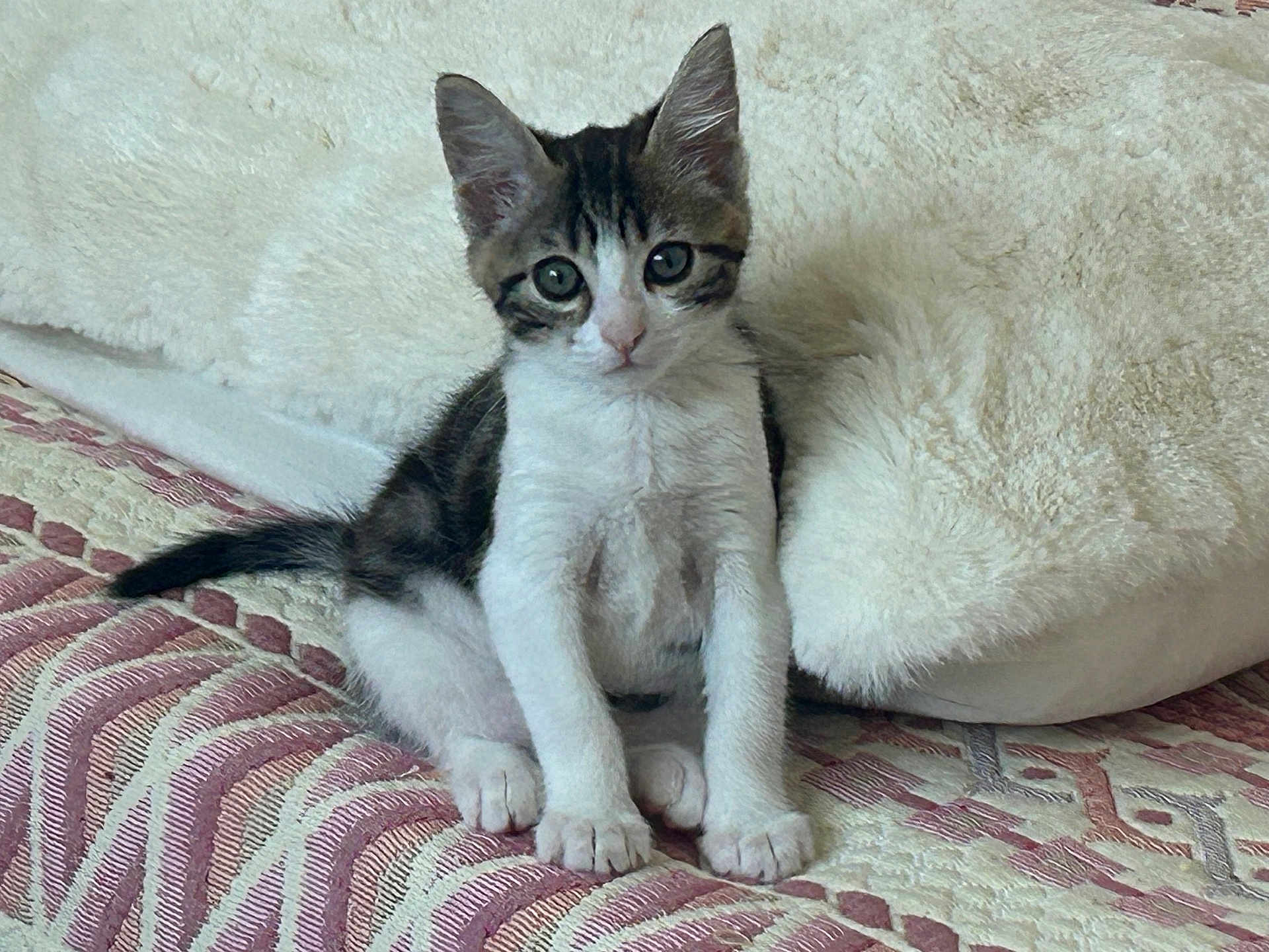 Lily participe au concours pour gagner de l'argent avec cette photo : kitten, cat, animal, pet, cute, fur, whiskers, ears, paws, sitting, quilt, pattern, pillow, indoor, resting, young, domestic, small, curious, feline