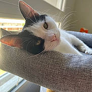 Chipie participe au concours pour gagner de l'argent avec cette photo : cat, black_and_white, pet, indoor, relaxed, window, natural_light, whiskers, pink_nose, feline, perch, cozy, texture, curious, daylight, resting, domestic_animal, close_up, animal_portrait, comfortable