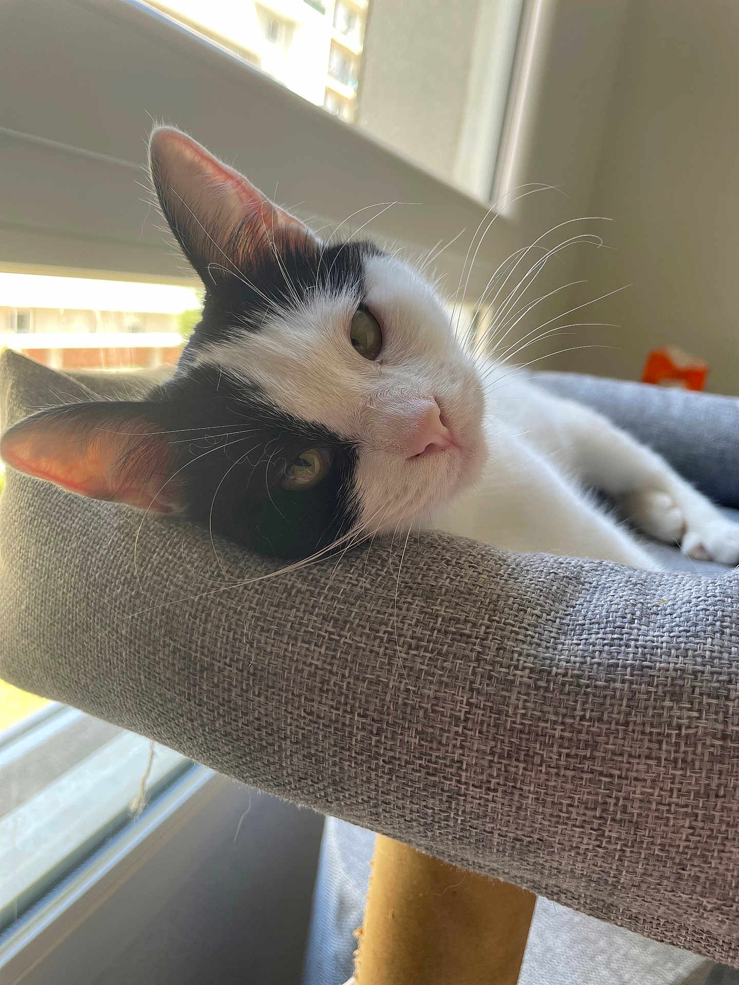 Chipie participe au concours pour gagner de l'argent avec cette photo : cat, black_and_white, pet, indoor, relaxed, window, natural_light, whiskers, pink_nose, feline, perch, cozy, texture, curious, daylight, resting, domestic_animal, close_up, animal_portrait, comfortable