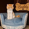 Buddy joined the competition — help win amazing prizes! cat, orange_cat, white_cat, pet_chair, blue_cushion, floral_pattern, wooden_sign, buddy_sign, indoor, feline, sitting, fur, pet, animal, cute, grumpy_cat, cozy, domestic_cat, portrait, furniture