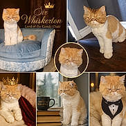 Buddy joined the competition — help win amazing prizes! cat, orange_cat, white_cat, pet, feline, crown, tuxedo, cape, chair, mug, books, window, rain, indoor, portrait, animal, cute, grumpy, comfy, collage