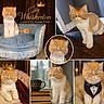 cat, orange_cat, white_cat, pet, feline, crown, tuxedo, cape, chair, mug, books, window, rain, indoor, portrait, animal, cute, grumpy, comfy, collage