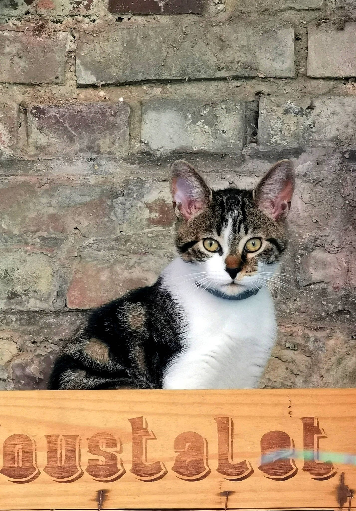 Quartz a rejoint le concours — aidez-le/la à gagner de superbes lots ! brick, brickwork, carnivore, cat, cobblestone, domestic_short_haired_cat, felidae, fur, internet_meme, photo_caption, poster, small_to_medium_sized_cats, snout, stone_wall, tail, terrestrial_animal, vertebrate, whiskers