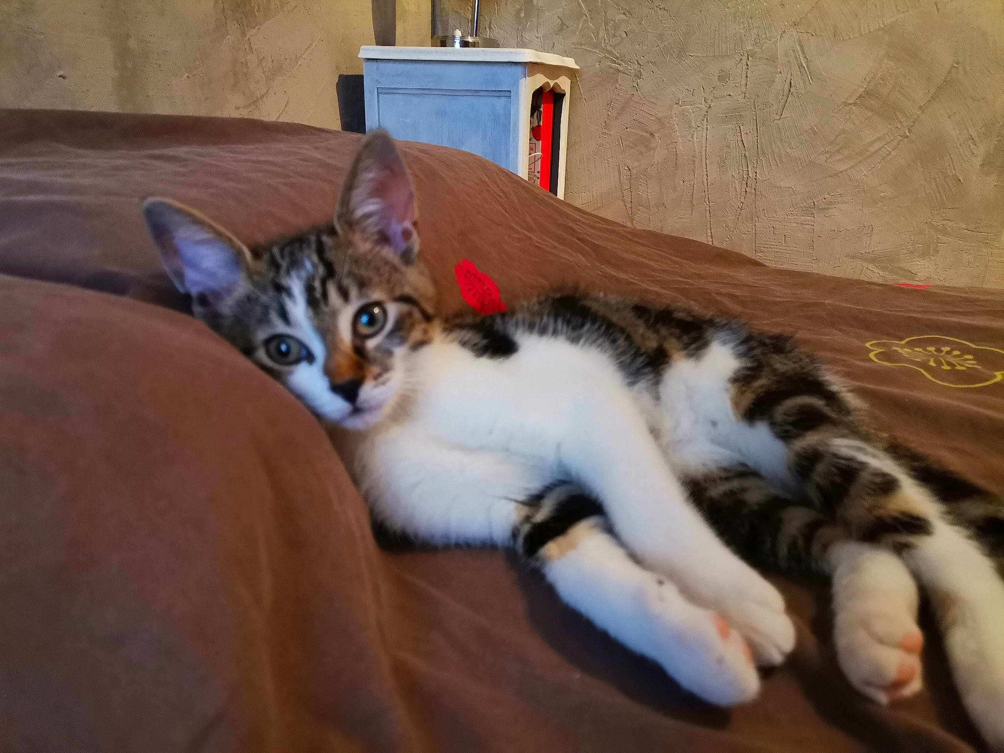 Quartz participe au concours pour gagner de l'argent avec cette photo : box, cabinetry, carnivore, cat, domestic_short_haired_cat, felidae, fur, kitten, mammal, paw, small_to_medium_sized_cats, tabby_cat, tail, toe, vertebrate, whiskers