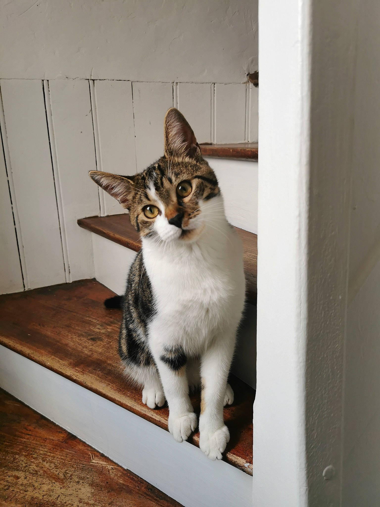 Quartz participe au concours pour gagner de l'argent avec cette photo : carnivore, cat, domestic_short_haired_cat, felidae, fur, mammal, mat, plywood, small_to_medium_sized_cats, snout, tail, vertebrate, whiskers, wood_stain