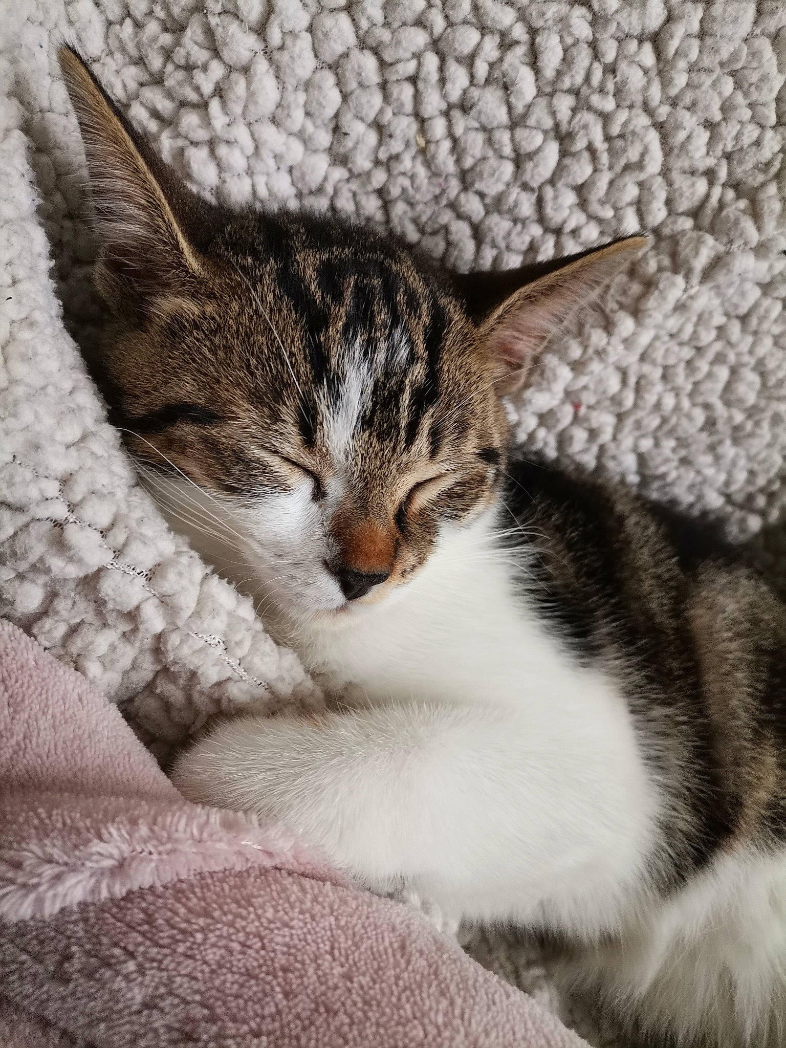 Quartz participe au concours pour gagner de l'argent avec cette photo : carnivore, cat, comfort, domestic_short_haired_cat, felidae, fur, grey, small_to_medium_sized_cats, snout, terrestrial_animal, vertebrate, whiskers