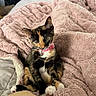 kitten, calico_cat, pink_collar, bell, fluffy_blanket, pink_blanket, cute, pet, feline, indoor, cozy, soft_texture, curious, young_animal, animal, resting, small_pet, tabby, domestic_cat, relaxed
