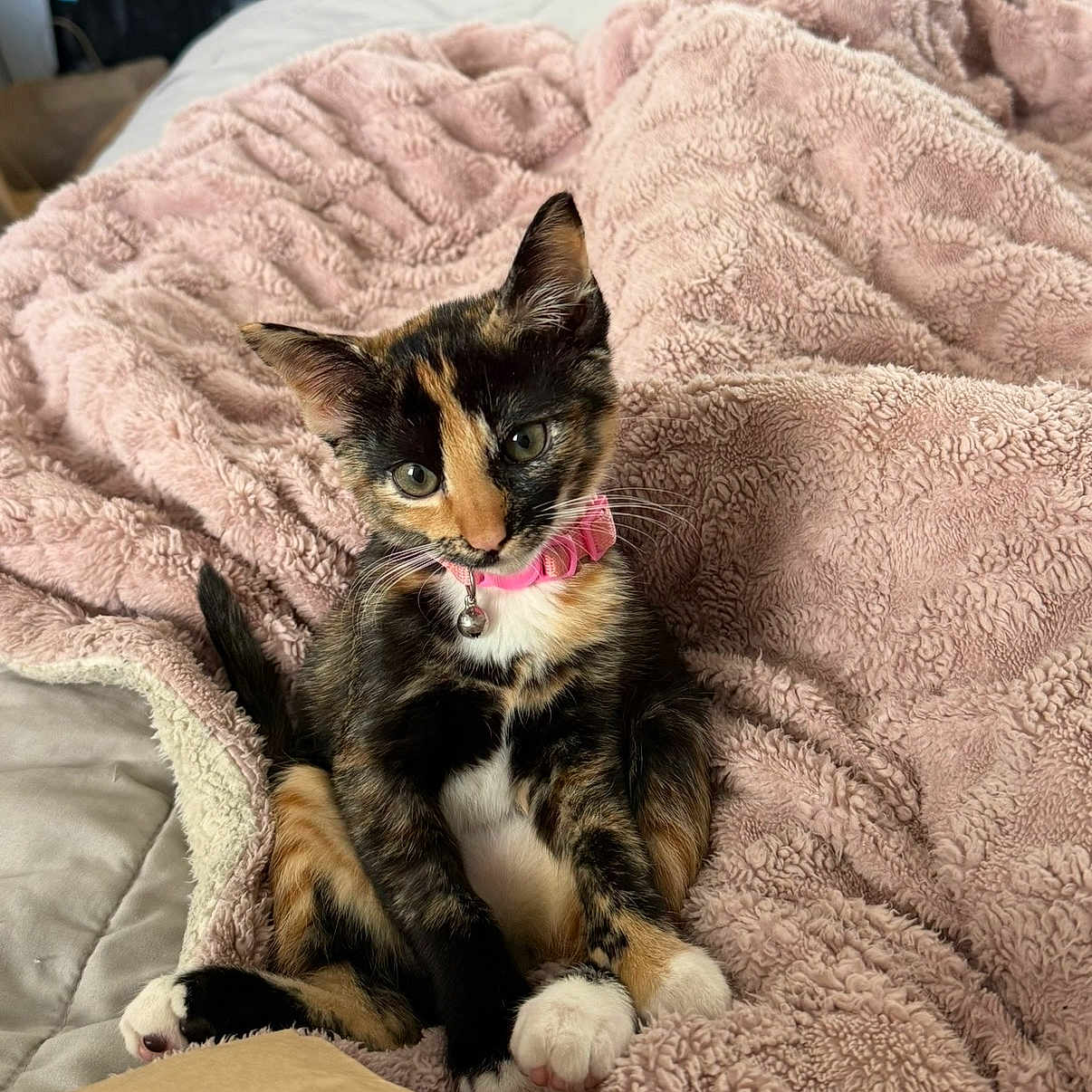 Umie joined the competition — help win amazing prizes! kitten, calico_cat, pink_collar, bell, fluffy_blanket, pink_blanket, cute, pet, feline, indoor, cozy, soft_texture, curious, young_animal, animal, resting, small_pet, tabby, domestic_cat, relaxed