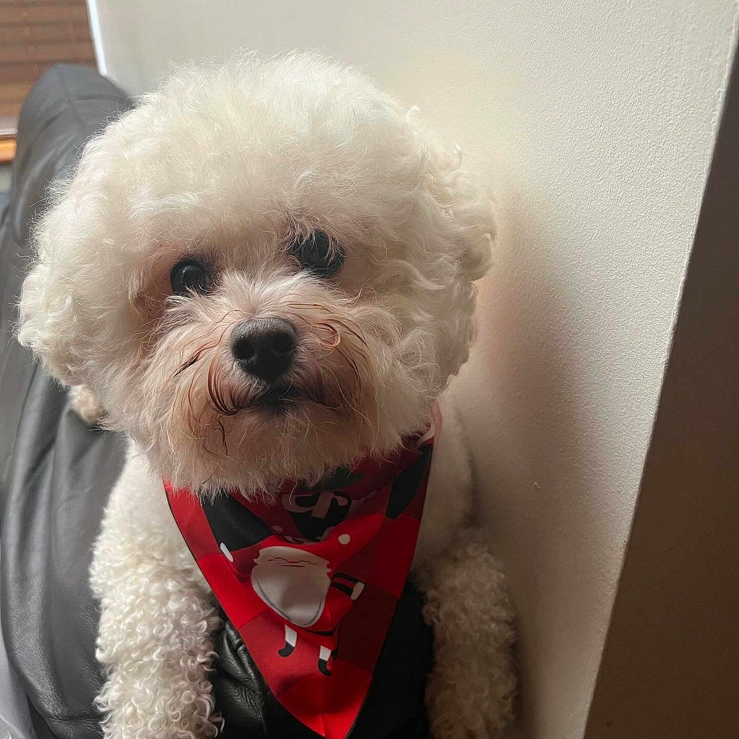 Louie