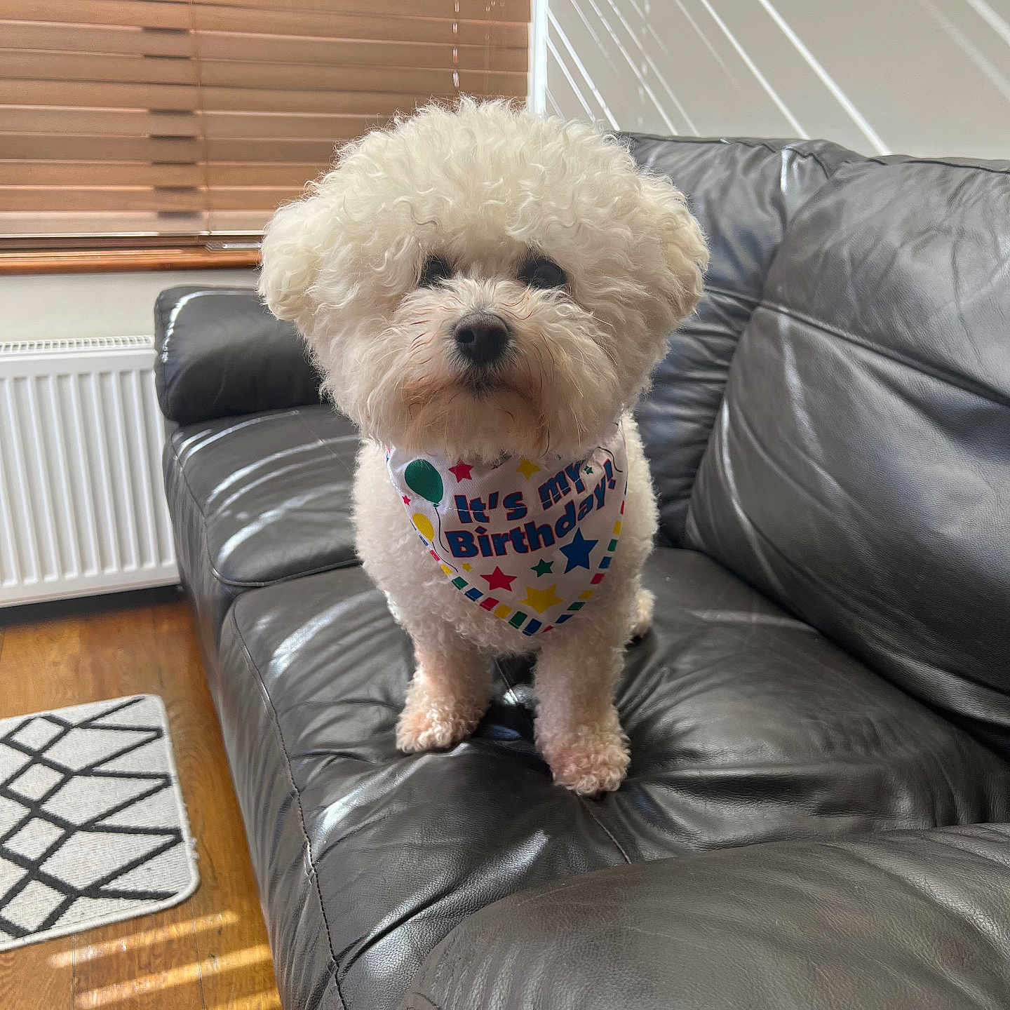 Reuben joined the competition — help win amazing prizes! animal, architecture, building, canine, chair, couch, cushion, dog, furniture, homedecor, indoors, interiordesign, livingroom, pet, poodle, puppy, room, rug, terrier, whitedog