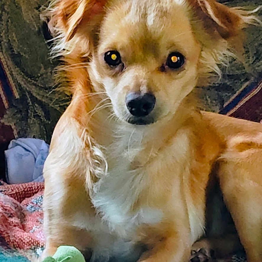 Scrappydo