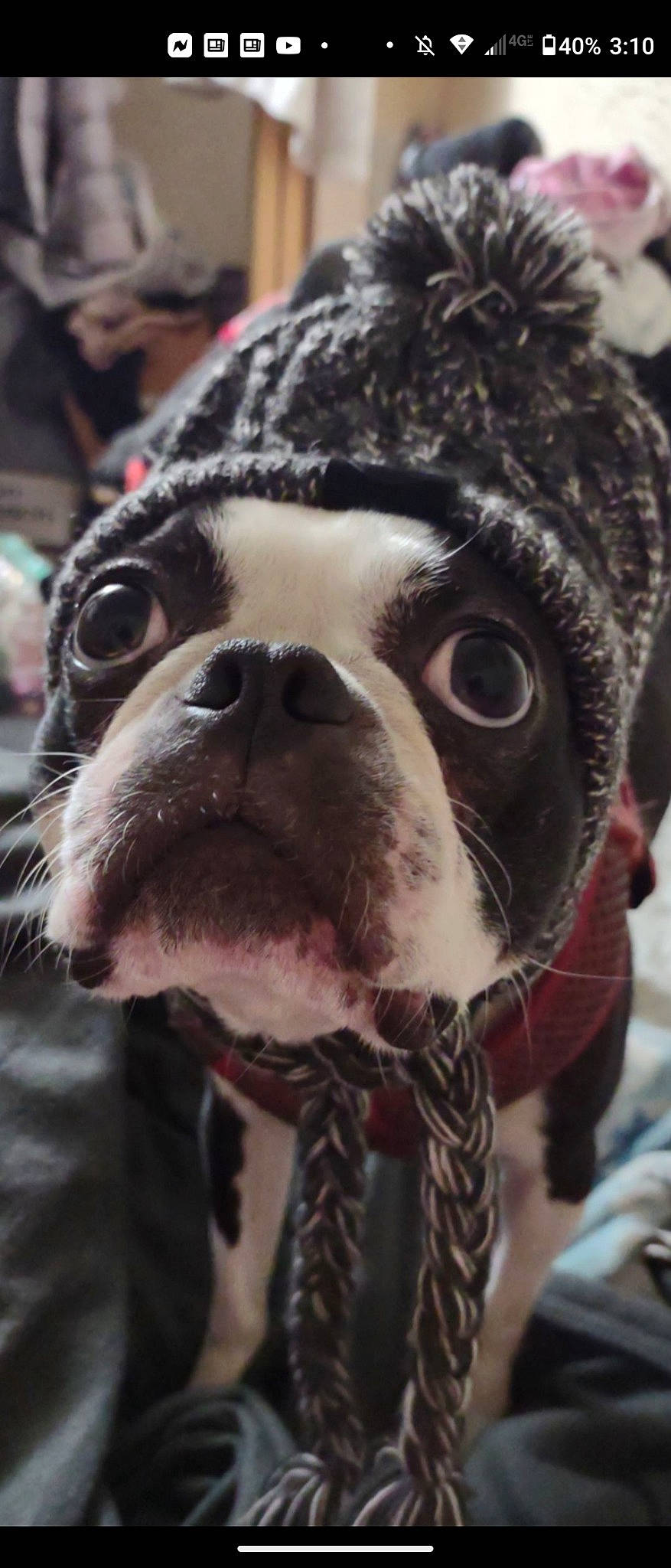 Frankie joined the competition — help win amazing prizes! bulldog, canidae, carnivore, close_up, collar, companion_dog, dog, dog_breed, dog_collar, fawn, fur, liver, mammal, pet_supply, snout, sporting_group, terrestrial_animal, whiskers, working_animal, wrinkle