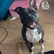 Rizzla a rejoint le concours — aidez-le/la à gagner de superbes lots ! dog, happy, bone, floor, toy, cushion, slipper, ball, indoor, pet, smiling, black_and_white, wooden_floor, domestic, playful, canine, phone_screen, text_overlay, french_text, household_items