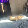 cat, bed, blanket, sunlight, window, curtains, television, indoor, furniture, light, shadow, relaxation, sleeping, cozy, home, room, pet, animal, quiet, soft