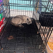 Nutso is registered to the contest to win money with this photo: cat, cage, sleeping, indoor, pet_food, plastic_floor, metal_bars, feline, resting, animal, quiet, peaceful, blue_wall, container, floor, food, corner, household, pet, furry