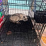 cat, cage, sleeping, indoor, pet_food, plastic_floor, metal_bars, feline, resting, animal, quiet, peaceful, blue_wall, container, floor, food, corner, household, pet, furry