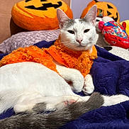 Luna is registered to the contest to win money with this photo: cat, white_cat, orange_clothing, blanket, pumpkin_pillow, halloween, indoor, pet, feline, resting, cozy, decor, stuffed_toys, purple_wall, fur, cute, animal, relaxing, soft_texture, home