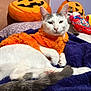 cat, white_cat, orange_clothing, blanket, pumpkin_pillow, halloween, indoor, pet, feline, resting, cozy, decor, stuffed_toys, purple_wall, fur, cute, animal, relaxing, soft_texture, home