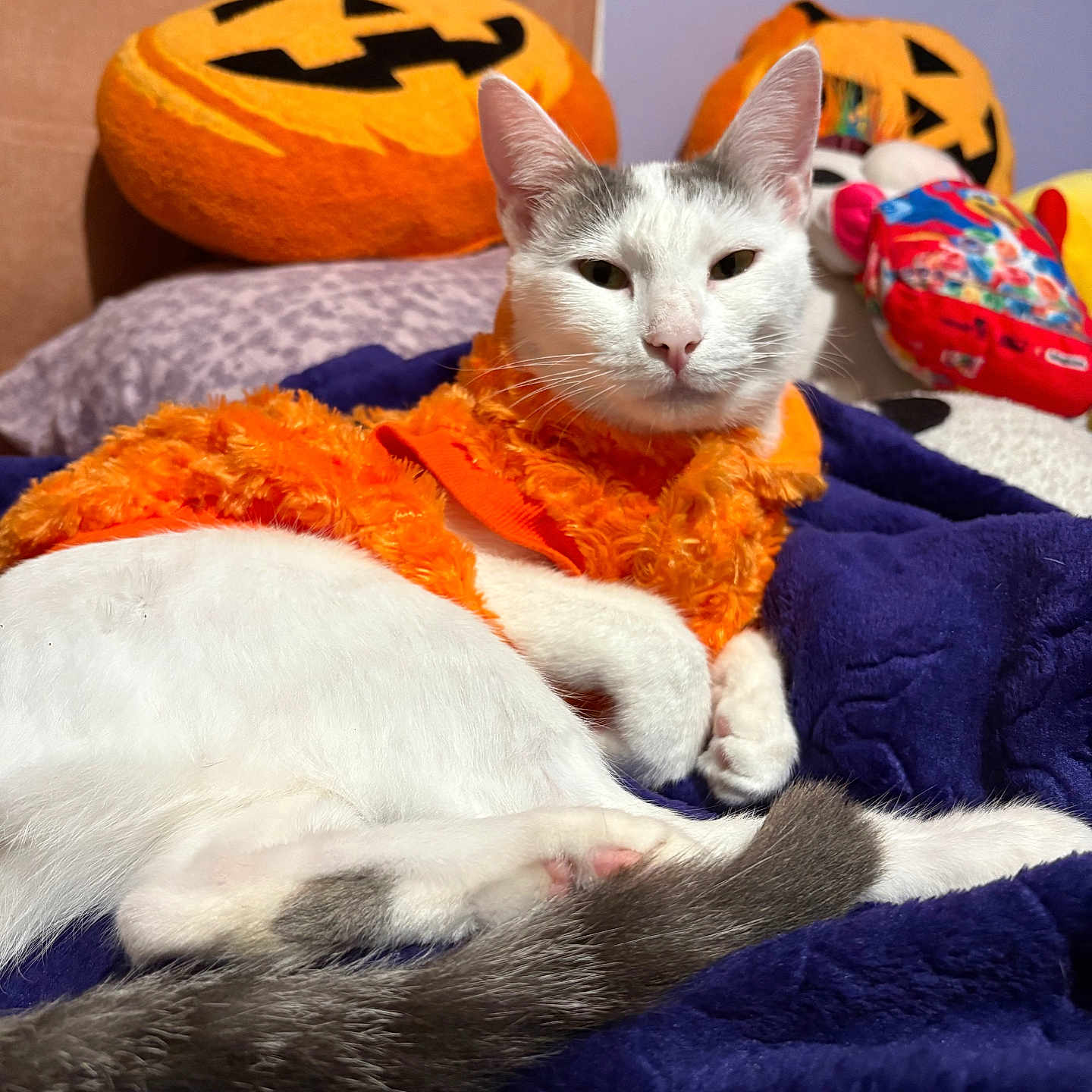 Luna is registered to the contest to win money with this photo: animal, blanket, cat, cozy, cute, decor, feline, fur, halloween, home, indoor, orange_clothing, pet, pumpkin_pillow, purple_wall, relaxing, resting, soft_texture, stuffed_toys, white_cat