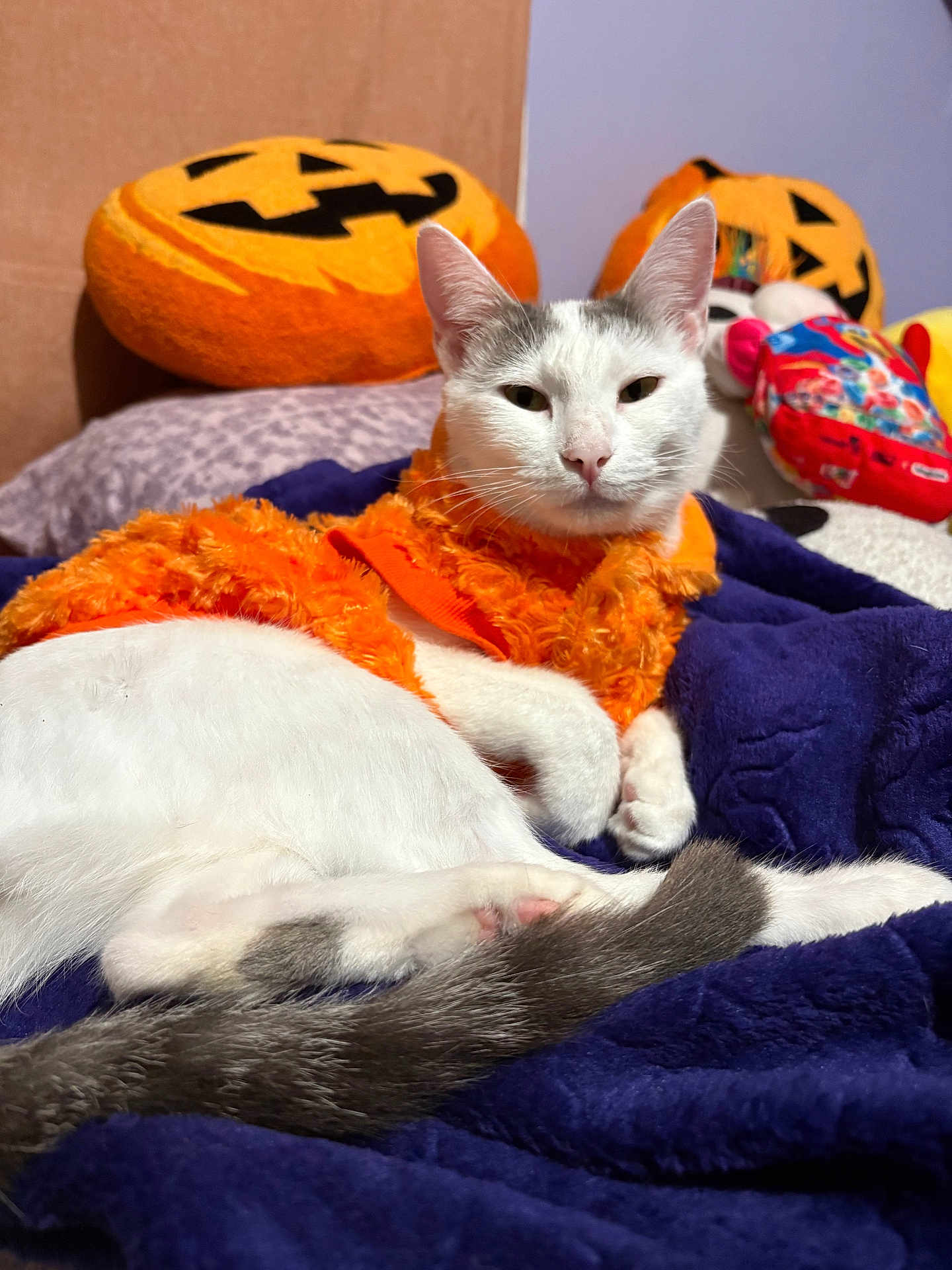 Luna is registered to the contest to win money with this photo: cat, white_cat, orange_clothing, blanket, pumpkin_pillow, halloween, indoor, pet, feline, resting, cozy, decor, stuffed_toys, purple_wall, fur, cute, animal, relaxing, soft_texture, home