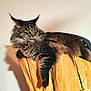 animal, cat, cute, domestic, ears, eyes, feline, fluffy, fur, indoor, mammal, pet, portrait, relaxed, resting, shadow, stump, tabby, whiskers, wood