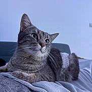 Simba participe au concours pour gagner de l'argent avec cette photo : cat, gray_tabby, pet, animal, feline, green_eyes, whiskers, ears, nose, fur, striped_fur, sitting, lying_down, blanket, bed, bedroom, indoor, portrait, close_up, relaxed