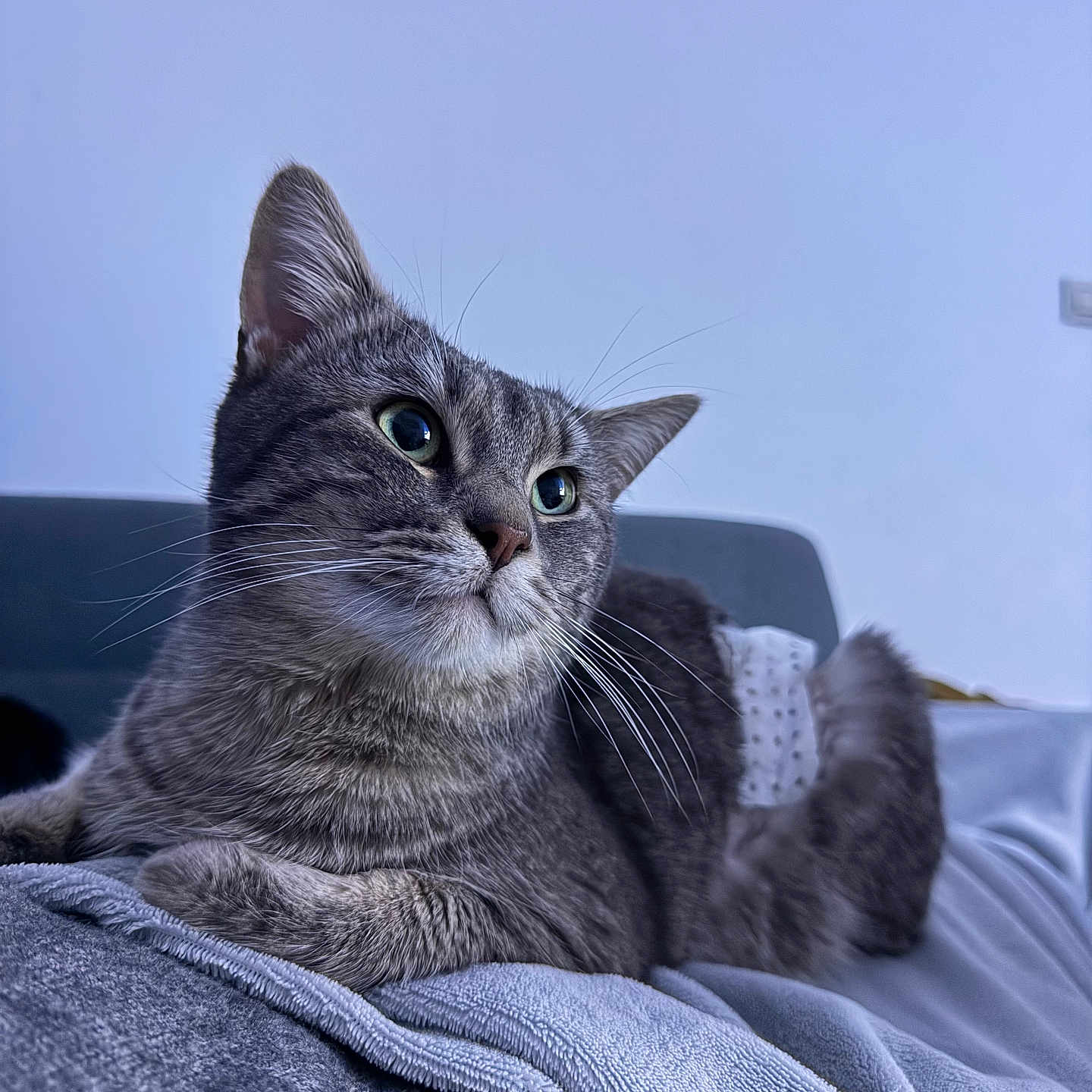 Simba