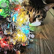 Abby Joanne joined the competition — help win amazing prizes! cat, tinsel, colorful_lights, curious, wooden_floor, indoor, decorations, festive, close_up, pet, animal, tabby_cat, eyes, whiskers, floor, holiday, sparkle, shiny, celebration, cute