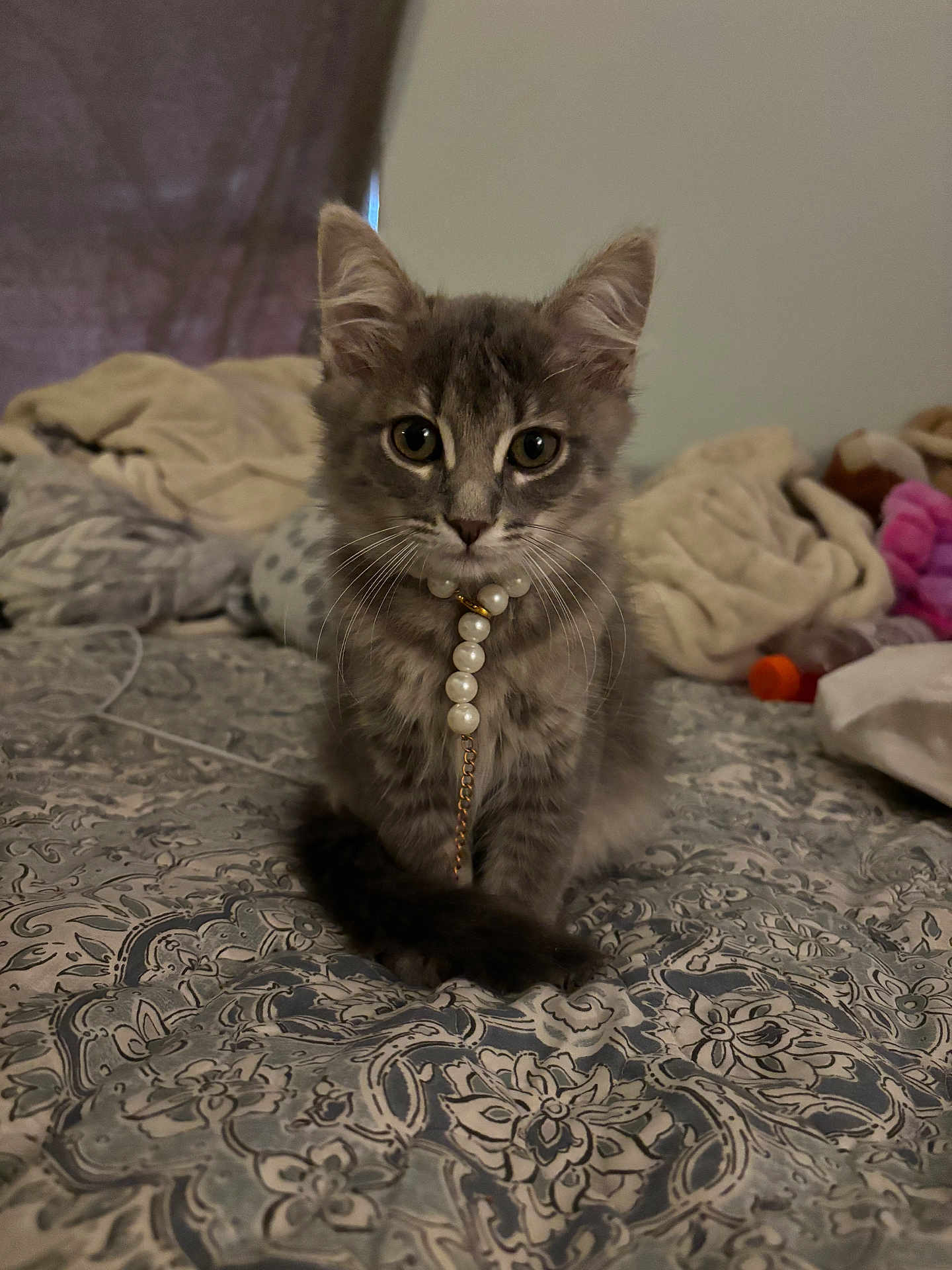 Meow Meow is registered to the contest to win money with this photo: kitten, cat, gray_fur, pearl_necklace, bedspread, pattern, indoor, pet, whiskers, ears, tail, home, cozy, sitting, cute, animal, young, feline, portrait, furry
