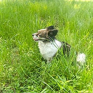 Bobo is registered to the contest to win money with this photo: dog, grass, outdoor, nature, greenery, pet, animal, sunlight, field, small_dog, fur, tongue_out, ears, plants, summer, daylight, happy, sitting, canine, fluffy