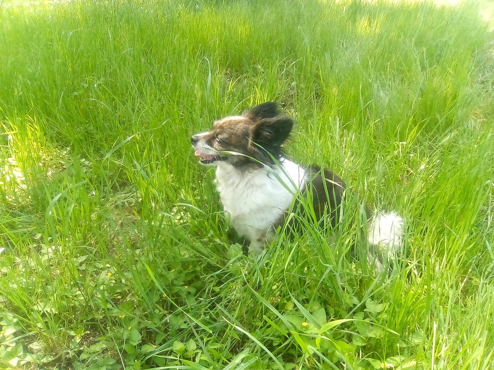 Bobo