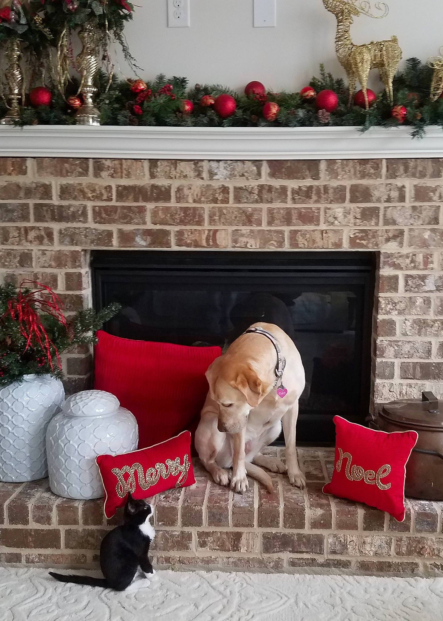 Elsa is registered to the contest to win money with this photo: building, carnivore, christmas_decoration, companion_dog, dog, fawn, floor, flooring, grey, house, interior_design, living_room, ornament, plant, property, rectangle, red, studio_couch, white, wood