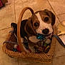 puppy, dog, basket, toy, floor, tile, indoor, pet, cute, brown, white, curious, animal, home, small, playful, blue_bow, looking_up, wicker, domestic