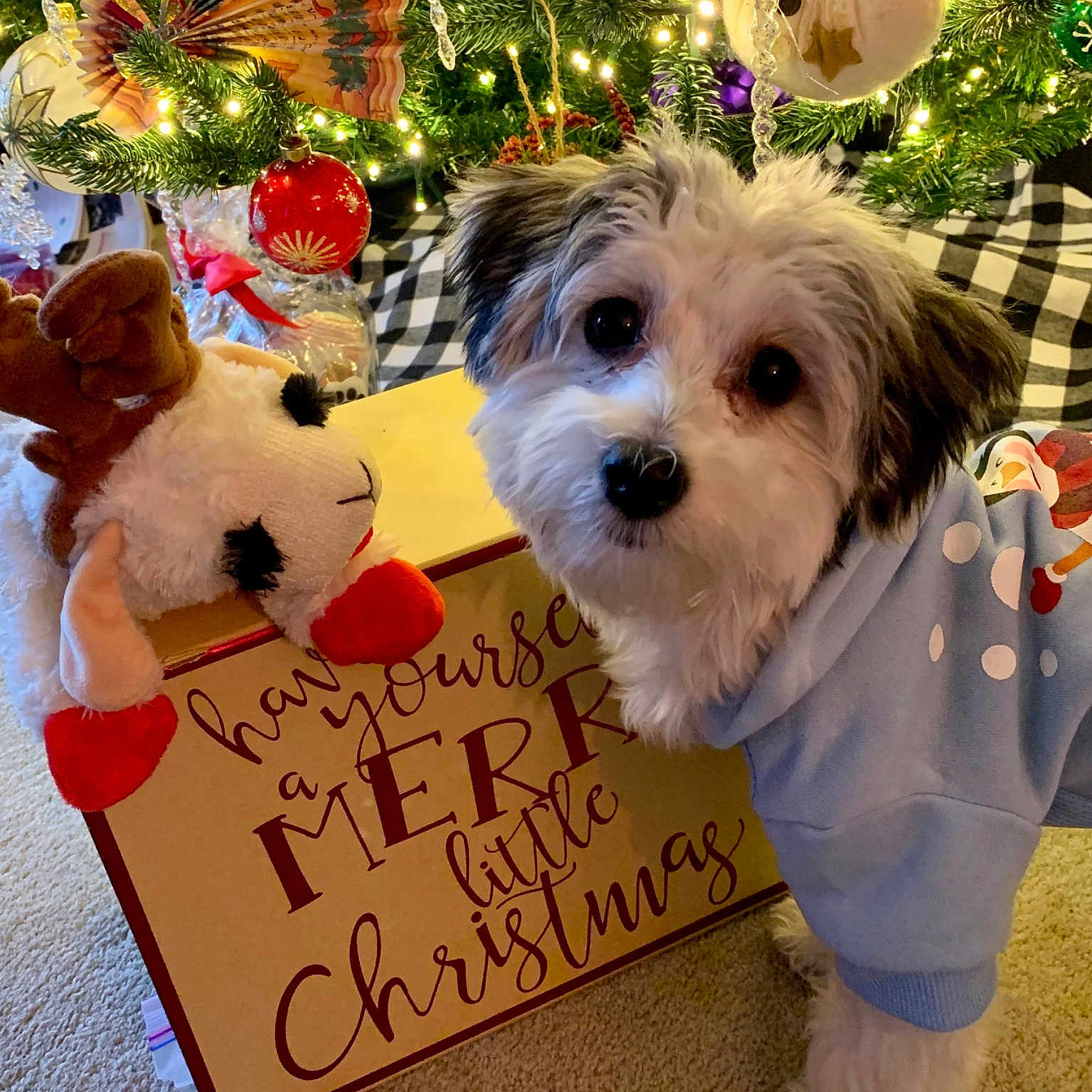 Madison is registered to the contest to win money with this photo: carnivore, christmas, christmas_decoration, christmas_eve, christmas_ornament, christmas_tree, collar, companion_dog, dog, dog_breed, dog_clothes, dog_supply, event, holiday, holiday_ornament, interior_design, pet_supply, small_terrier, snout, toy_dog