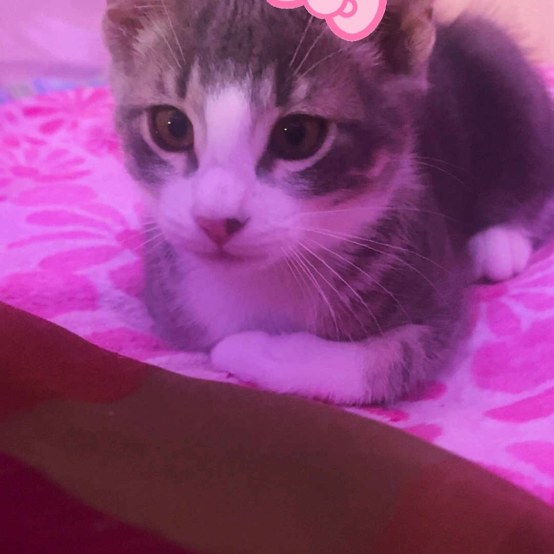 Jasper is registered to the contest to win money with this photo: animal, bed, blanket, bow, cat, closeup, cute, ears, feline, fur, gray, indoor, kitten, pet, pink, resting, sleepy, whiskers, white, young