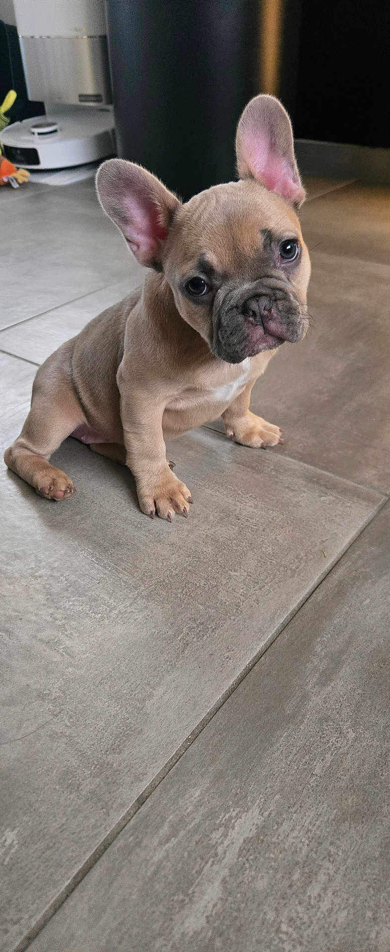Arlette participe au concours pour gagner de l'argent avec cette photo : adorable, animal, companion, curious, cute, dog, domestic_animal, ears, floor, french_bulldog, fur, indoor, looking_up, mammal, pet, puppy, sitting, small, tile, young