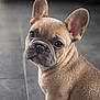 adorable, animal, cute, dog, domestic, ears, eyes, face, floor, french_bulldog, fur, indoor, looking, pet, portrait, puppy, sitting, small, tile, young