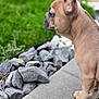 animal, brown_fur, close_up, curious, daylight, dog, ears_up, french_bulldog, garden, grass, nature, outdoor, pavement, pet, profile, puppy, rocks, short_hair, side_view, young_dog