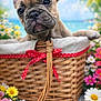Arlette participe au concours pour gagner de l'argent avec cette photo : adorable, animal, basket, blurred_background, close_up, cute, daisies, flowers, french_bulldog, greenery, nature, outdoor, pet, pink_flowers, puppy, red_ribbon, spring, white_flowers, wooden_surface, yellow_flowers